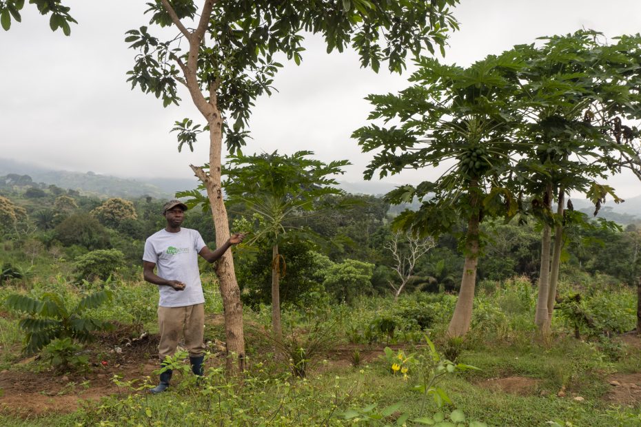 Albero in Cameroon