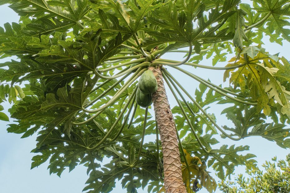 Albero di frutta in Colombia