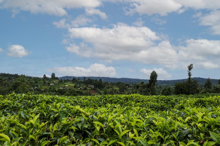 Distesa in Kenya