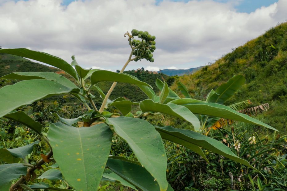 Pianta da frutto in Madagascar