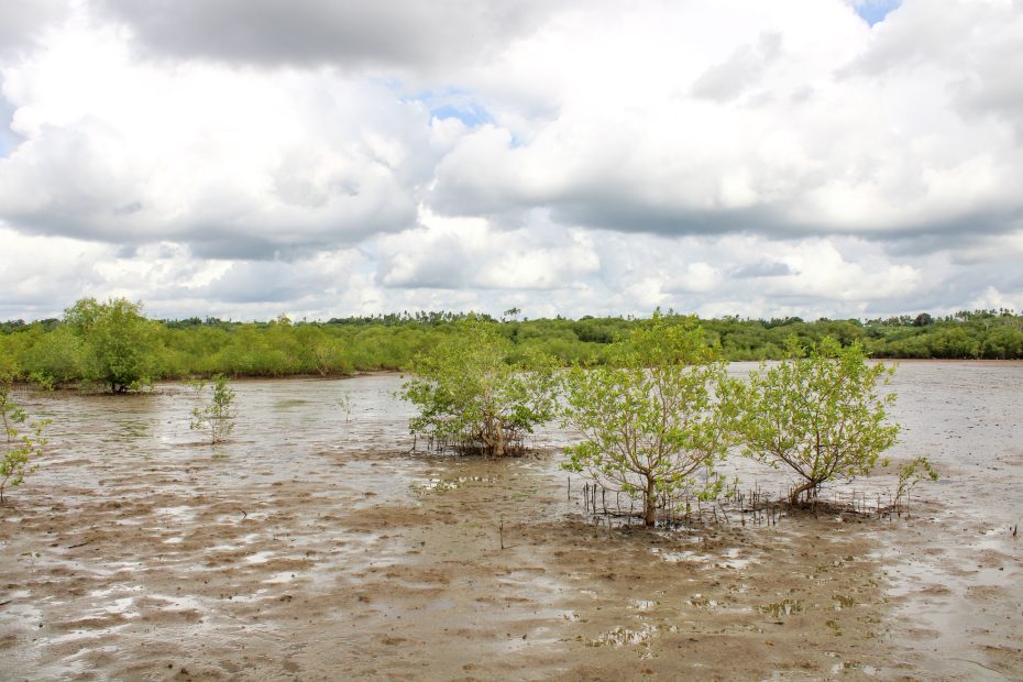 Nuove piante in Tanzania